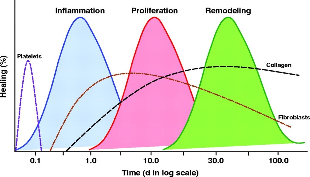 Prolotheraphy graph - how treatment prolotherapy works
