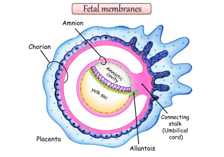 Diagram of fetal membranes surrounding an early embryo. Labeled structures include the amnion and amniotic cavity around the embryo, the chorion forming the outer membrane, and the placenta attached to the uterine wall. The yolk sac sits beneath the embryo, and the connecting stalk (future umbilical cord) extends toward the placenta. The allantois is also labeled. Color-coded layers illustrate how the membranes surround and support the developing embryo.