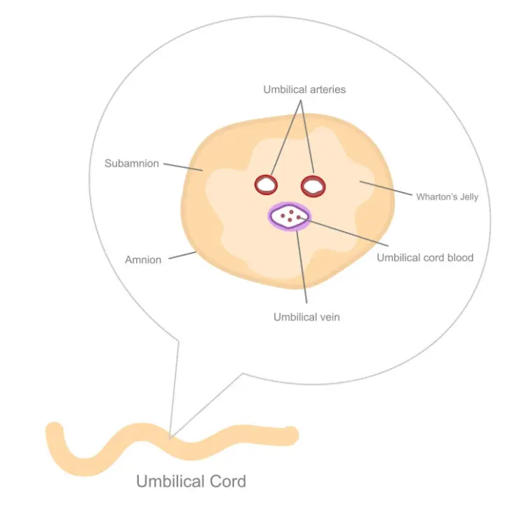 Diagram showing a cross-section of the umbilical cord. Two umbilical arteries and one umbilical vein are visible within Wharton's jelly, a protective gelatinous tissue. The surrounding layers labeled include the amnion and subamnion. The illustration highlights how the blood vessels are arranged and protected within the cord, which carries blood between the placenta and the fetus.
