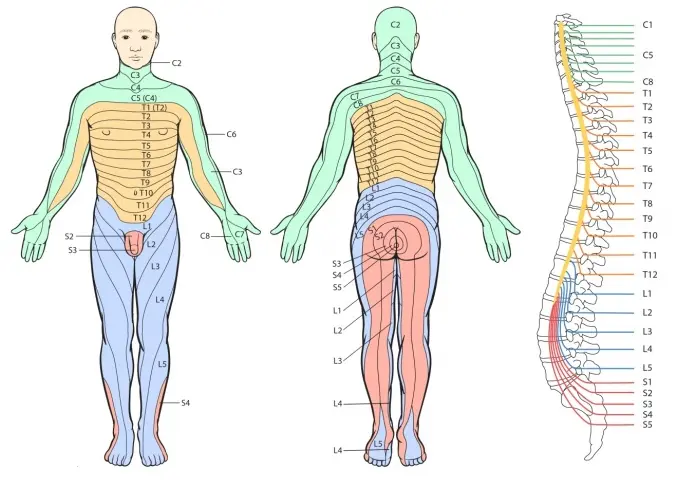 Diagram showing the human dermatome map with front and back views of the body alongside the spinal column. Color-coded regions illustrate areas of skin supplied by different spinal nerves labeled C2-C8, T1-T12, L1-L5, and S1-S5. The image shows how each spinal nerve corresponds to a specific area of skin sensation across the neck, arms, torso, legs, and feet.